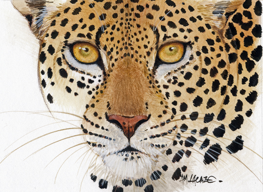 leopard-Lacaze